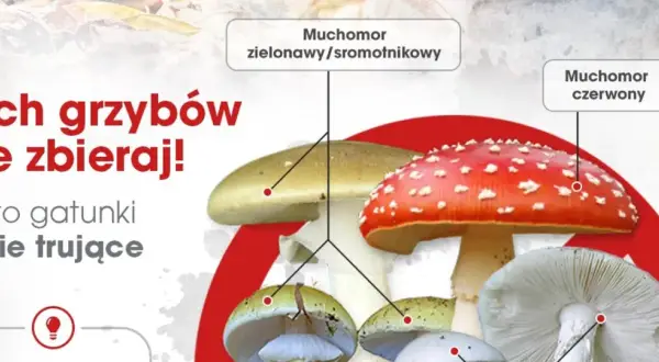 Zatrucie grzybami: objawy i pierwsza pomoc, gdy liczy się każda minuta