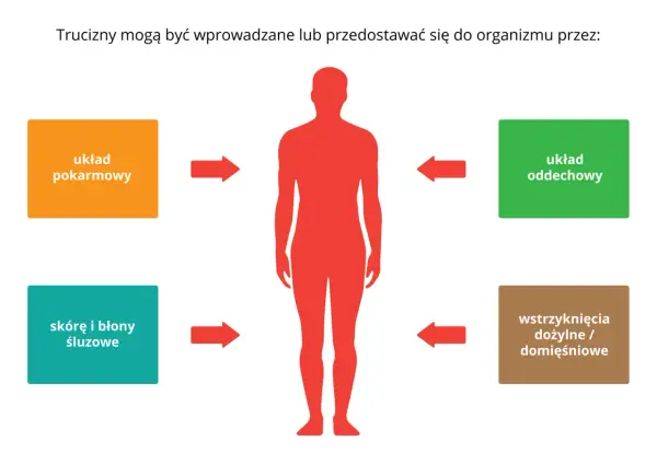 Schemat pokazuje drogi przenikania trucizn do organizmu: układ pokarmowy, oddechowy, skórę i błony śluzowe, wstrzyknięcia.